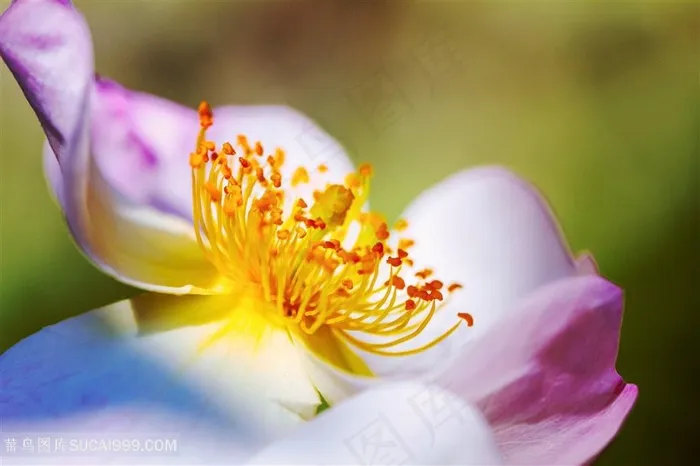 娇艳盛开的花蕊