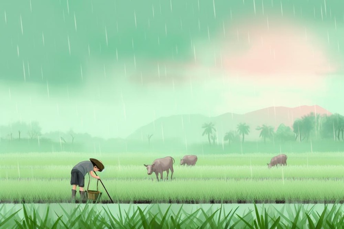 雨天农民插秧种植背景(1344x896)