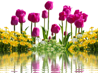 郁金香 花 春天 春天的花朵 孤立 黄色 自然 