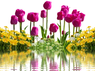 郁金香 花 春天 春天的花朵 孤立 黄色 自然 