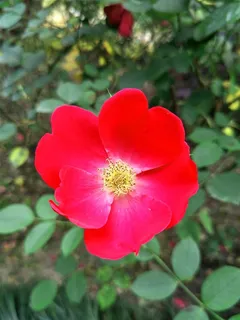 盛开的玫瑰花瓣