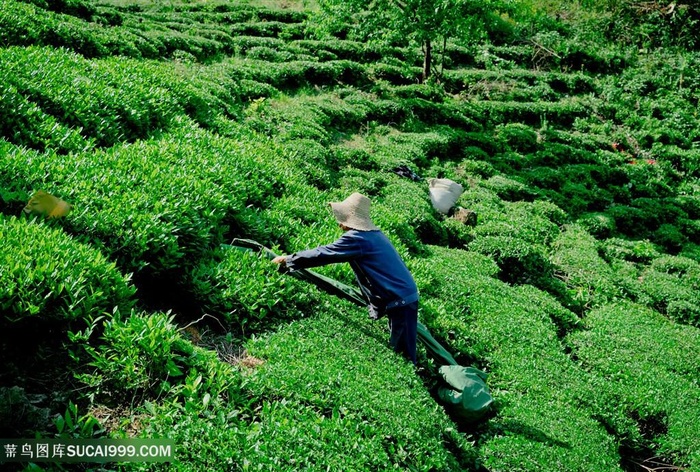 采茶人茶园采摘茶叶