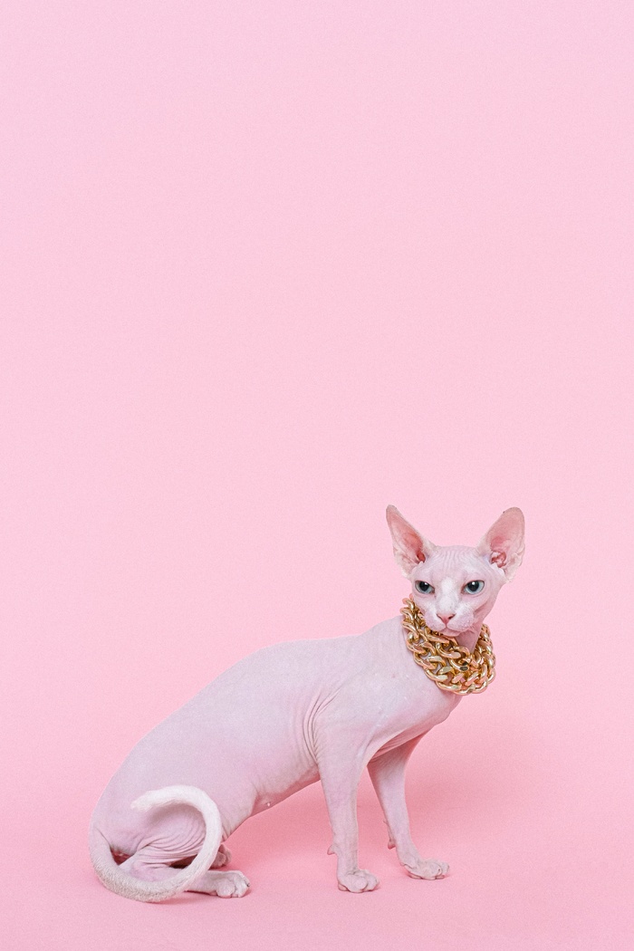 可爱猫咪猫猫摄影素材