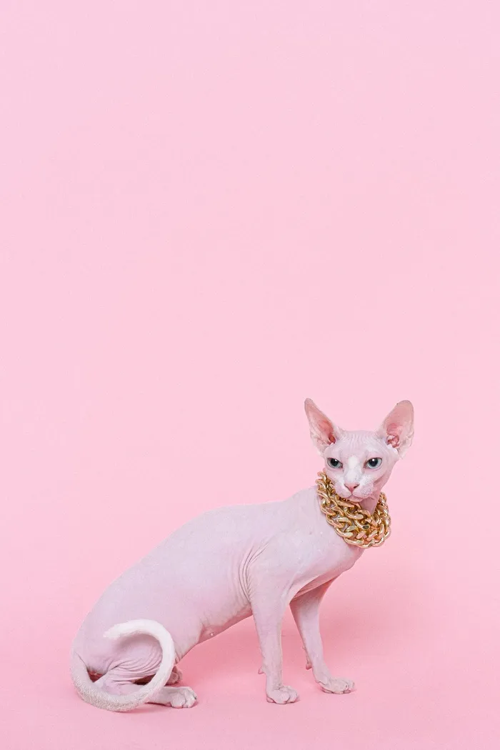 可爱猫咪猫猫摄影素材