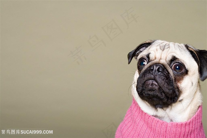 高清可爱巴哥犬狗狗图片