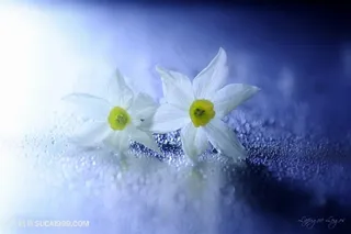 唯美白色鲜花图片