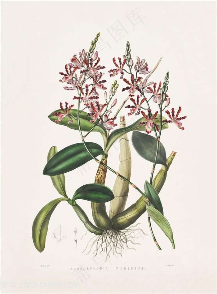 高清兰花复古装饰画