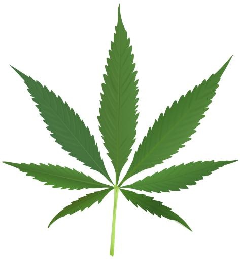 大麻PNG免抠(2000x2164)