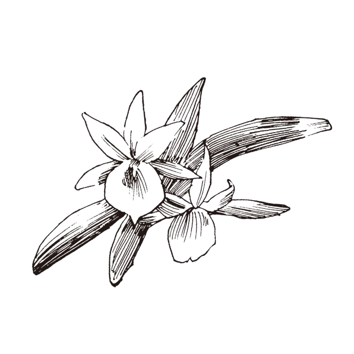 线条草本花卉手绘植物-风兰