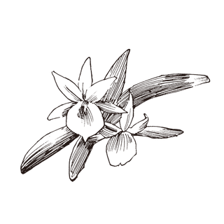 线条草本花卉手绘植物-风兰