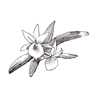 线条草本花卉手绘植物-风兰