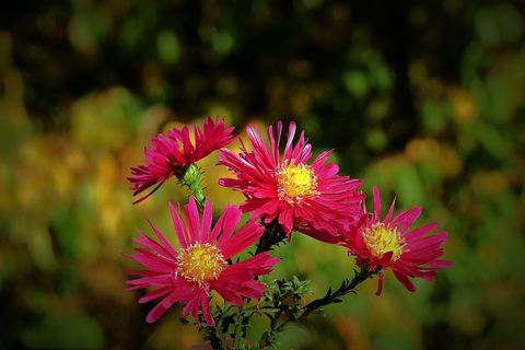 美丽鲜花摄影图片 美丽鲜花摄影图片