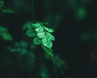 叶子 绿色 树叶 自然 植物 蕨类 绿色的树叶