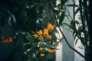 桂花橙色意境故事背景