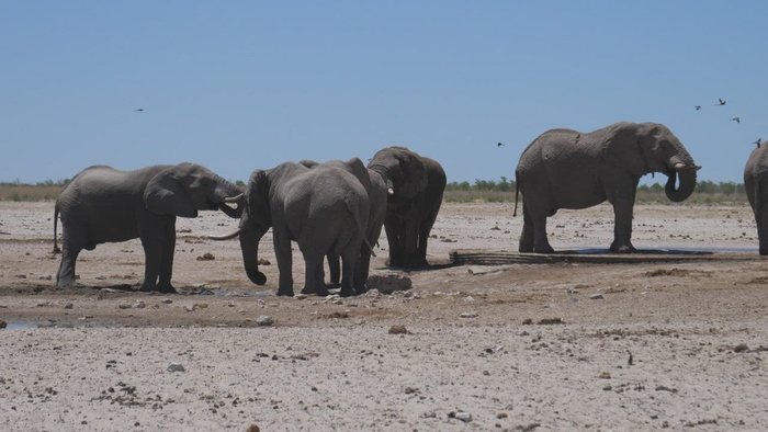 一群大象围着一个小水坑