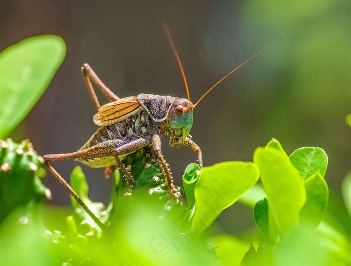 蝈蝈爬到麒麟上
