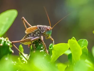 蝈蝈爬到麒麟上