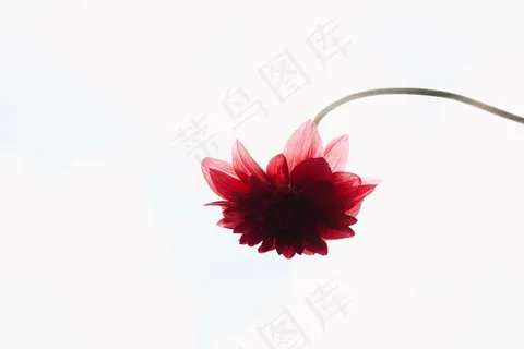 大红花背景图片 大红花背景图片