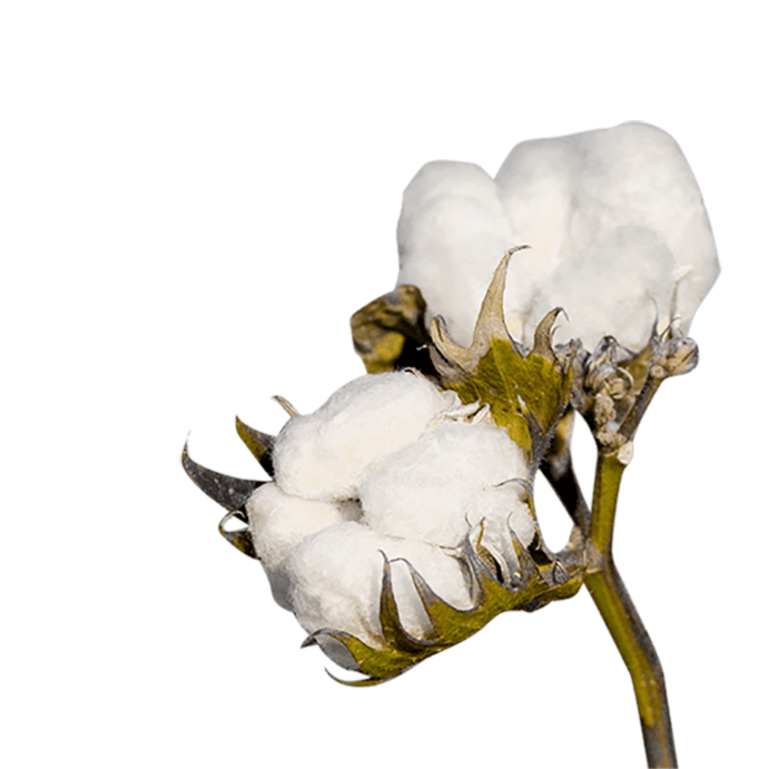 现代农业棉花球