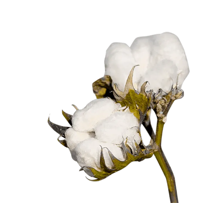 现代农业棉花球