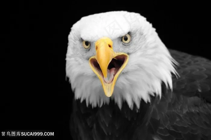 凌厉的老鹰图片