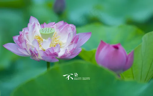 荷花两朵  荷花两朵