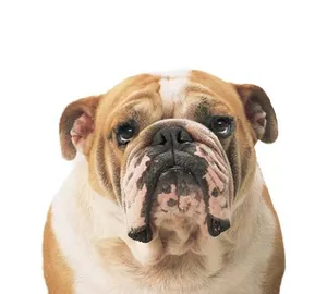 斗牛犬 PNG免抠