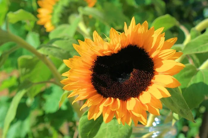 唯美向日葵图片下载