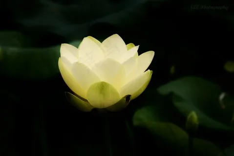 唯美晶莹剔透莲花鲜花图片 唯美晶莹剔透莲花鲜花图片