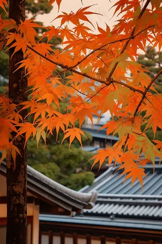 秋末雨过红枫叶苏州庭院风景摄影图