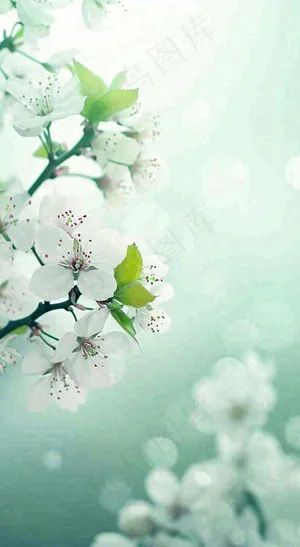 春天开满枝头的白色樱花花朵立春惊蛰春分摄影图