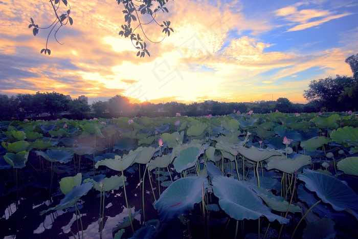 高清池塘荷叶图片下载