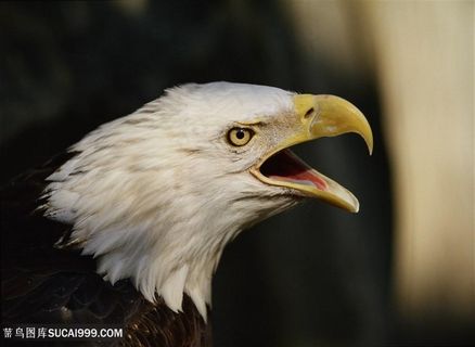 白头鹰摄影图片