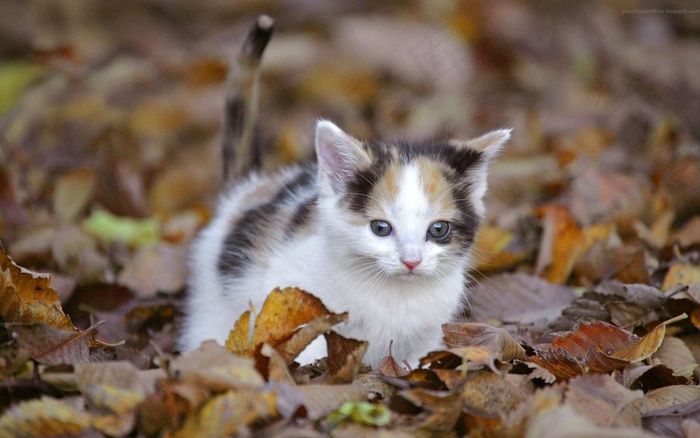 站在落叶堆里的萌猫图片