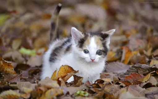 站在落叶堆里的萌猫图片 站在落叶堆里的萌猫图片
