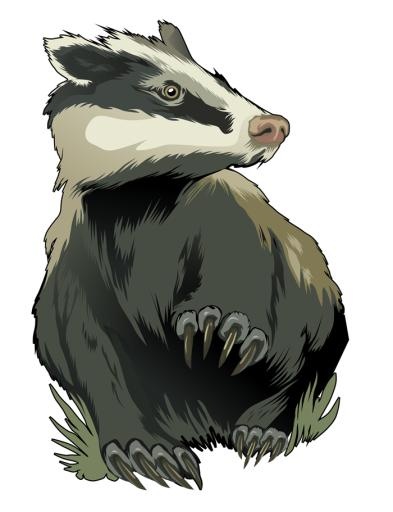 獾 PNG(700x911)