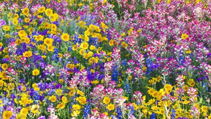花丛花彩色花多彩花朵