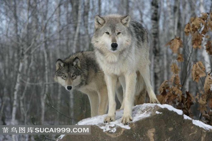 石墩上的灰色野狼