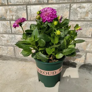 大丽花园艺花卉开花紫色