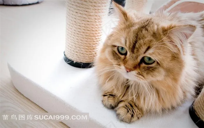 可爱的小波斯猫