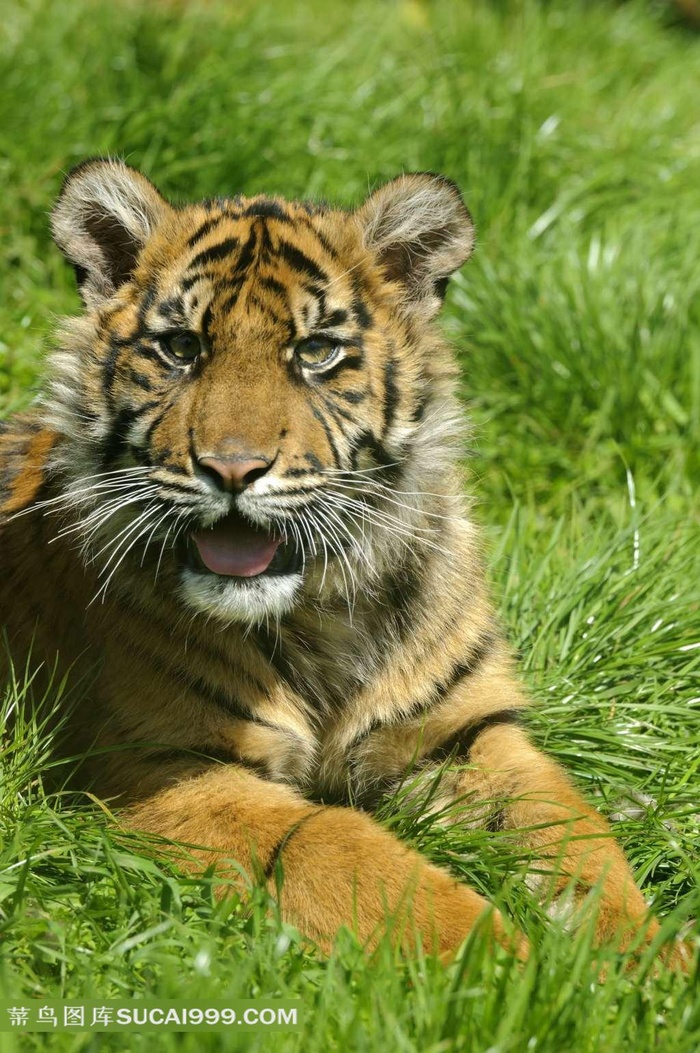 高清老虎写真图片下载