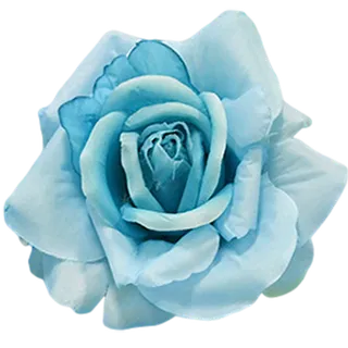 玫瑰花蓝色