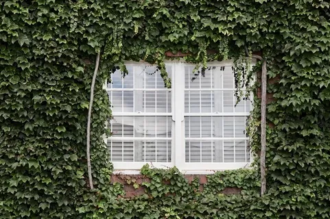 常春藤与白色窗户图片