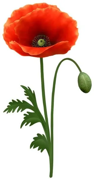 透明罂粟花PNG免抠
