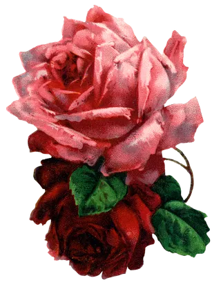 古典花卉png免扣素材