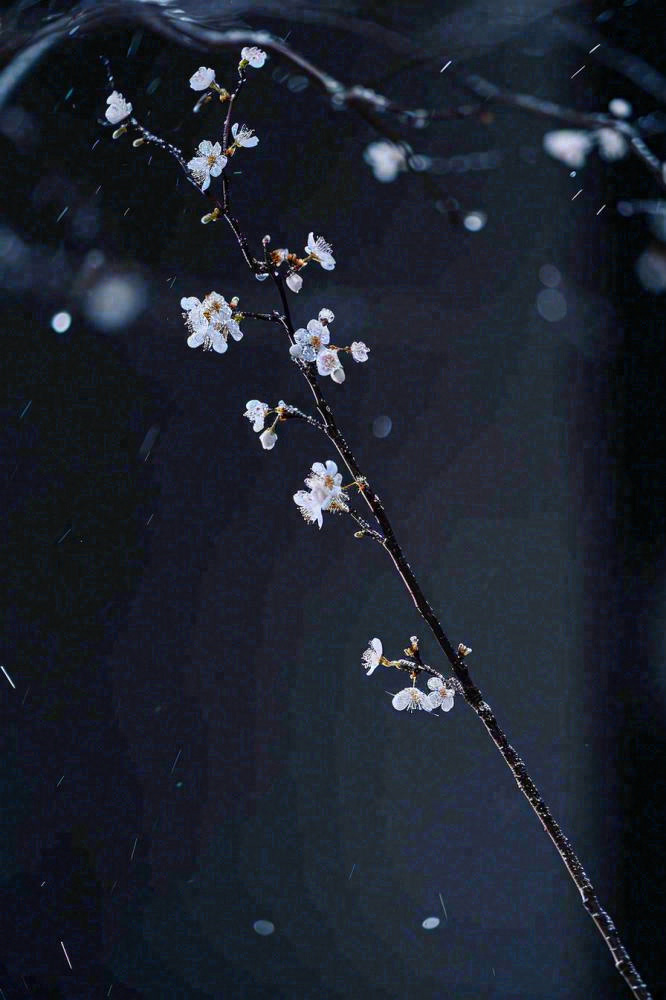 冬天雪花枝叶植物简约意境，冬季小雪大雪冬至摄影图