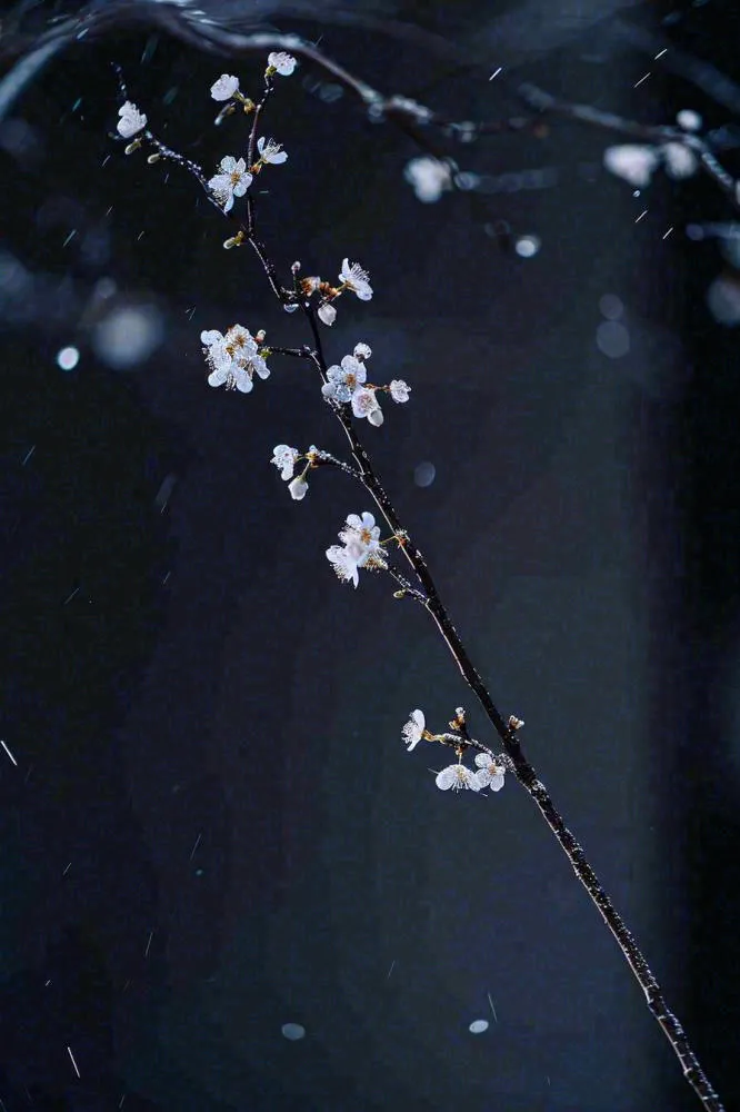 冬天雪花枝叶植物简约意境，冬季小雪大雪冬至摄影图(896x1344)
