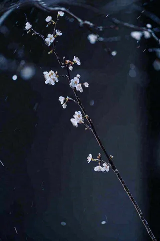 冬天雪花枝叶植物简约意境，冬季小雪大雪冬至摄影图