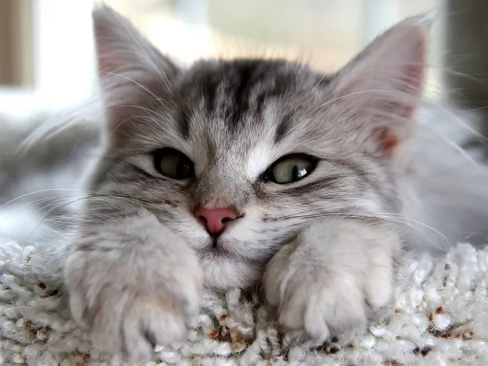 小猫的表情