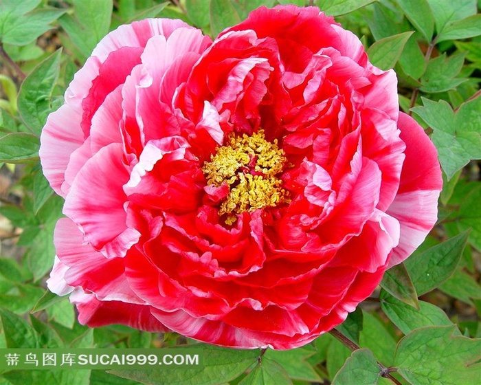 精美红色牡丹花摄影